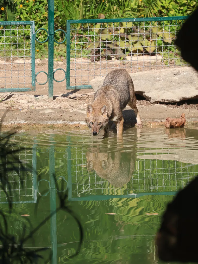 Golden jackal