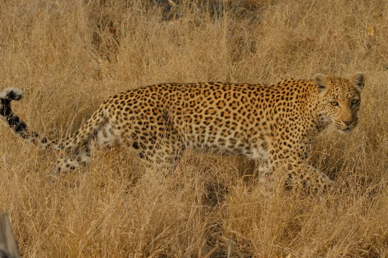 Un leopardo camina a través de una gran hierba.