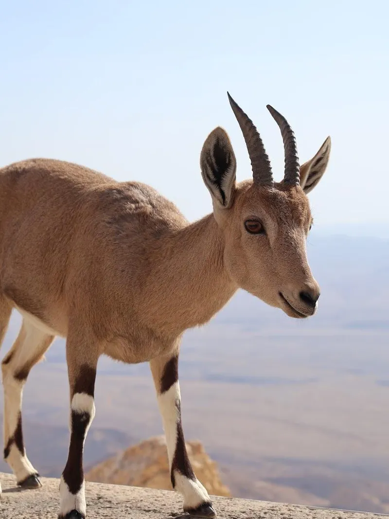 Nubian Ibex