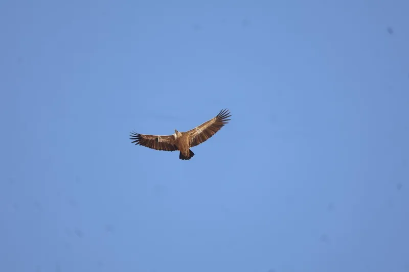 Griffon Vulture
