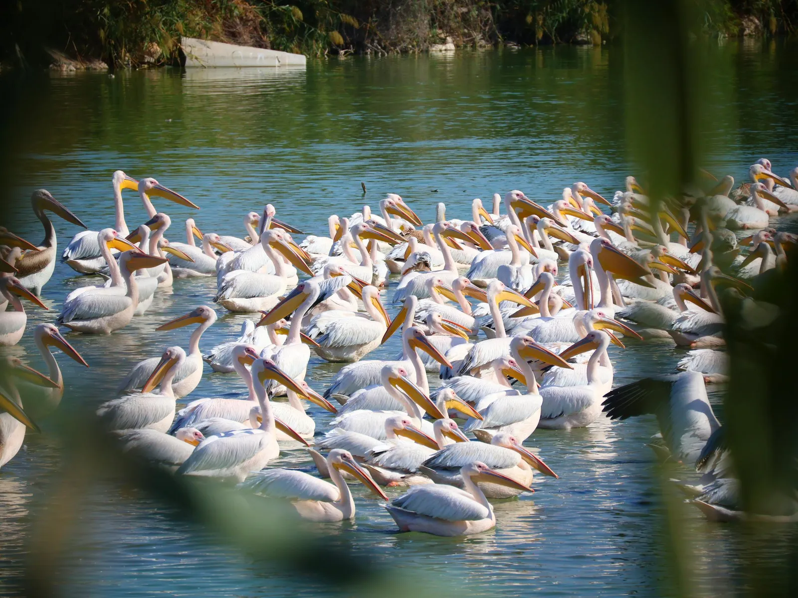 Wildlife